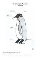 005 königspinguin aussehen beschriften lösung.pdf